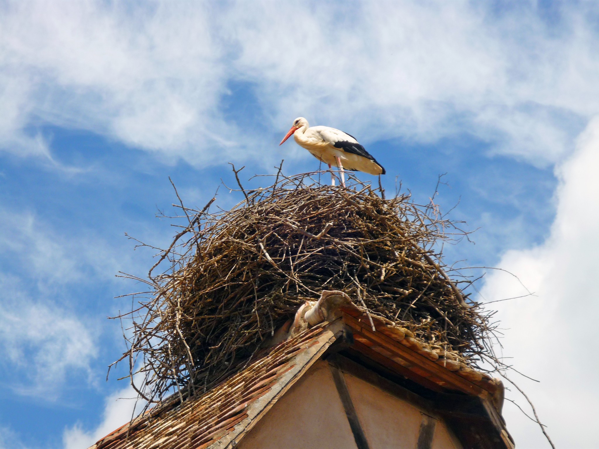 White stork at the Ecomusée d'Alsace © French Moments