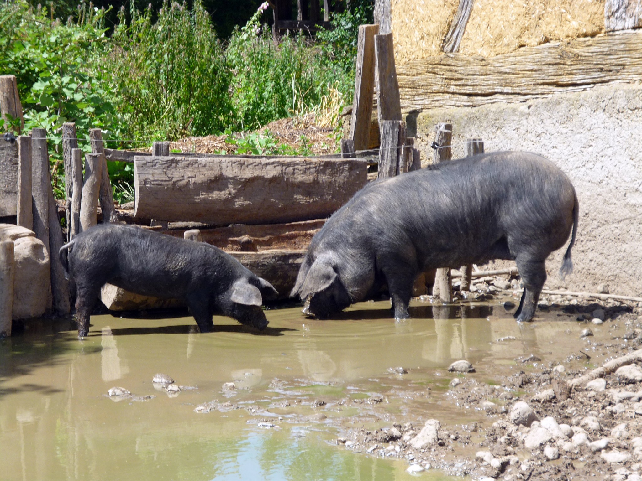 Pigs at the Ecomusée d'Alsace © French Moments