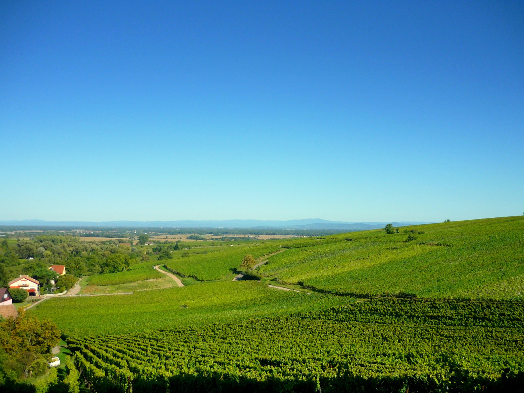 The vineyards of Hunawihr © French Moments