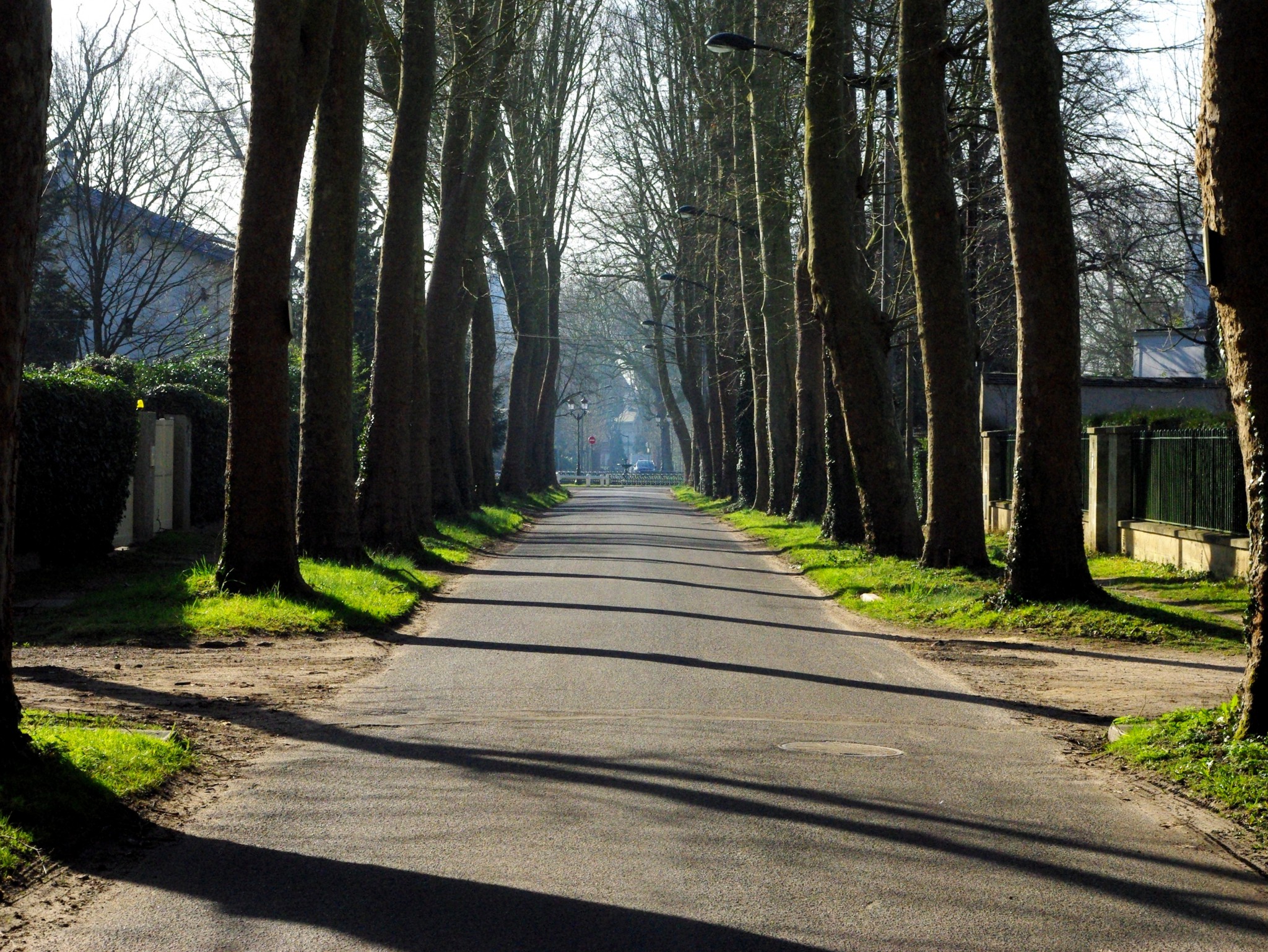 Tree-lined street in the Park of Maisons-Laffitte © French Moments