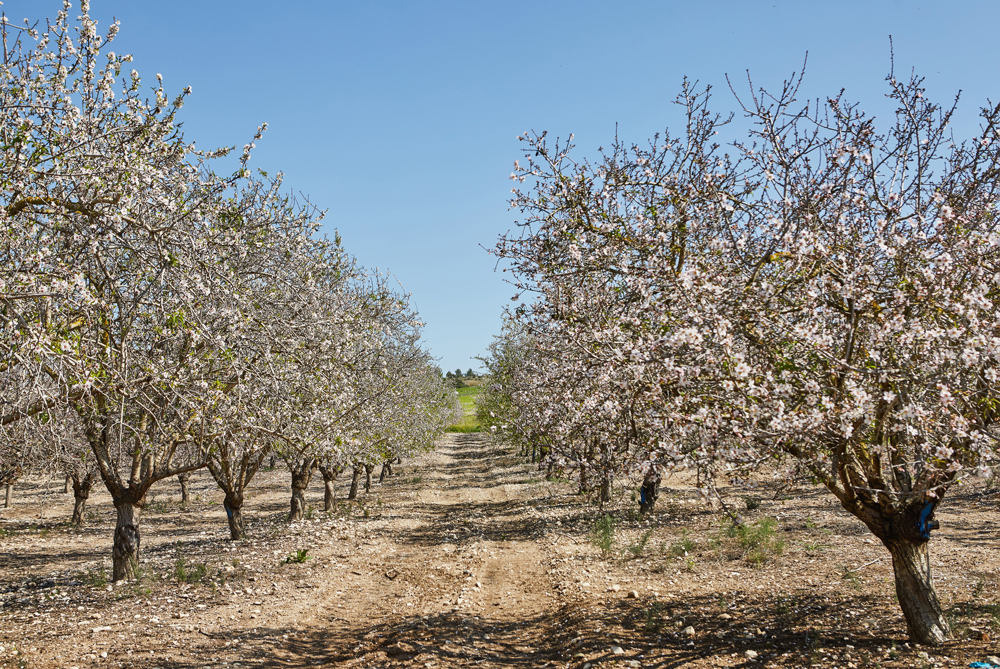 Almond orchard. Photo by foodphotoalex via Envato Elements
