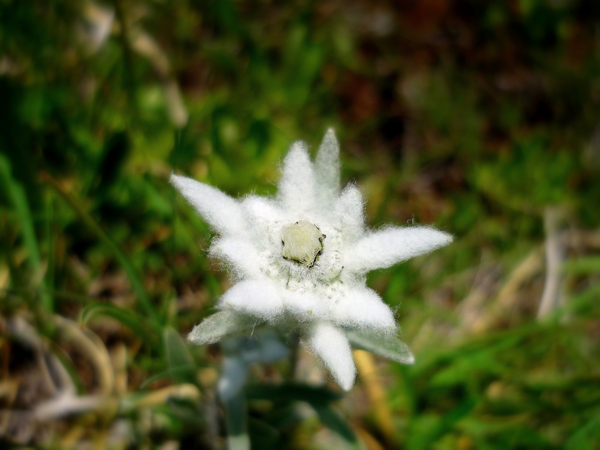 Edelweiss © French Moments