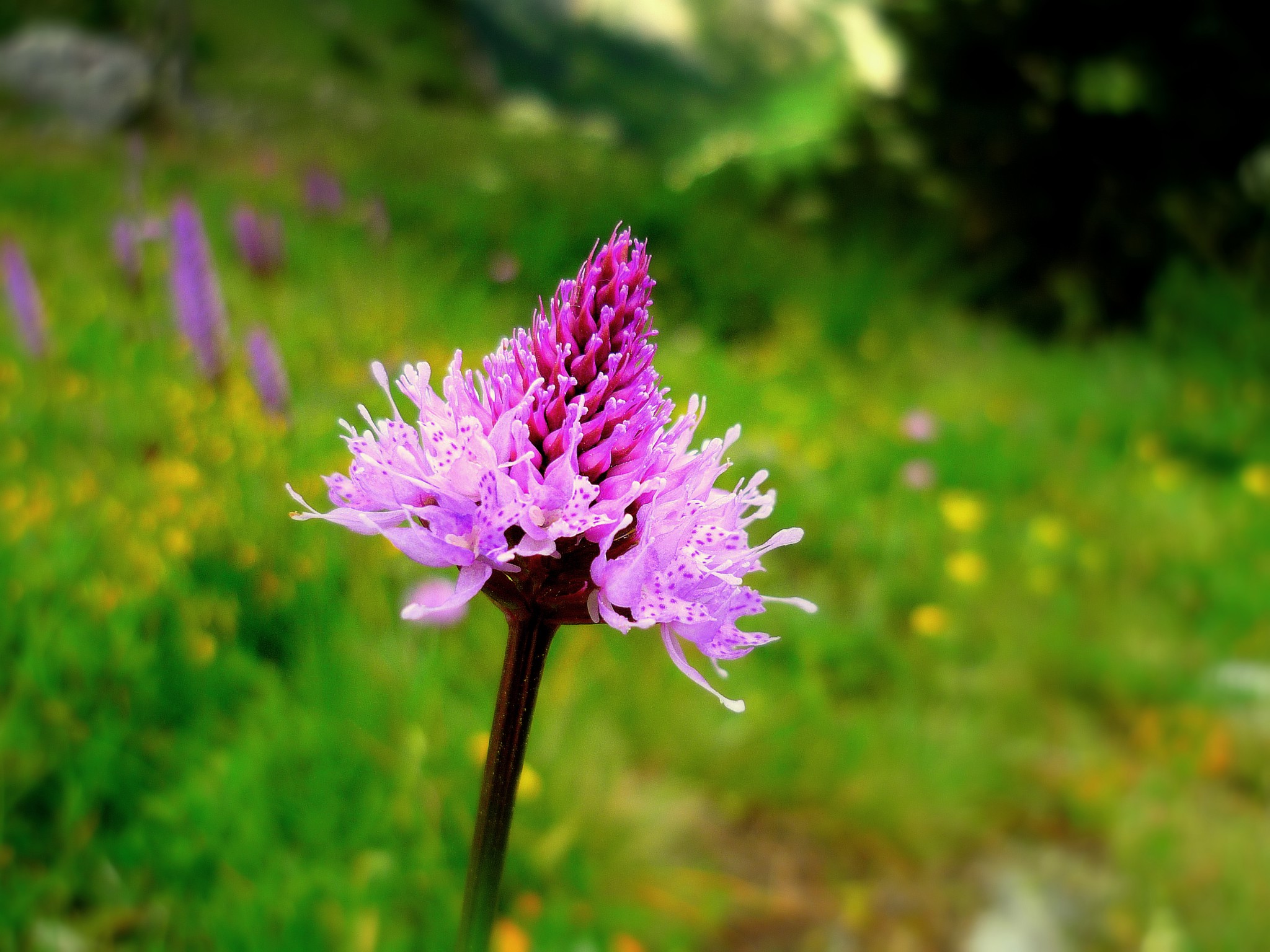 Flora of the French Alps in Vanoise Fleurs de la Vanoise French Moments
