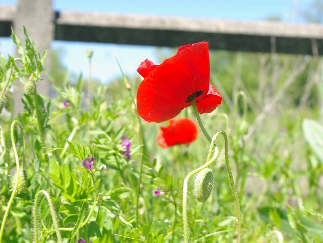 Gentil Coquelicot Red poppy © French Moments