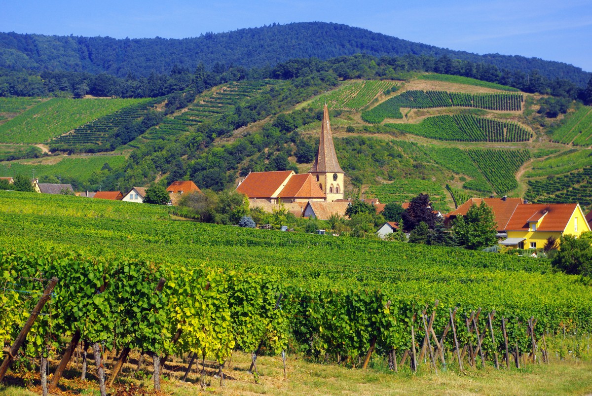 The vineyards of Niedermorschwihr © French Moments