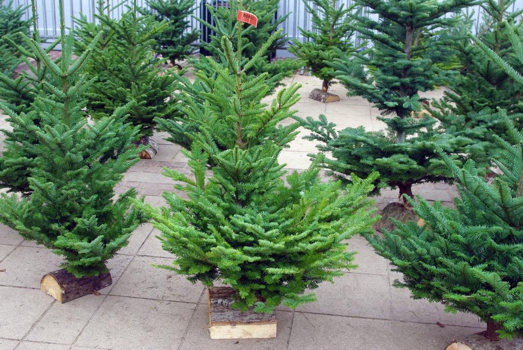 Christmas tree types