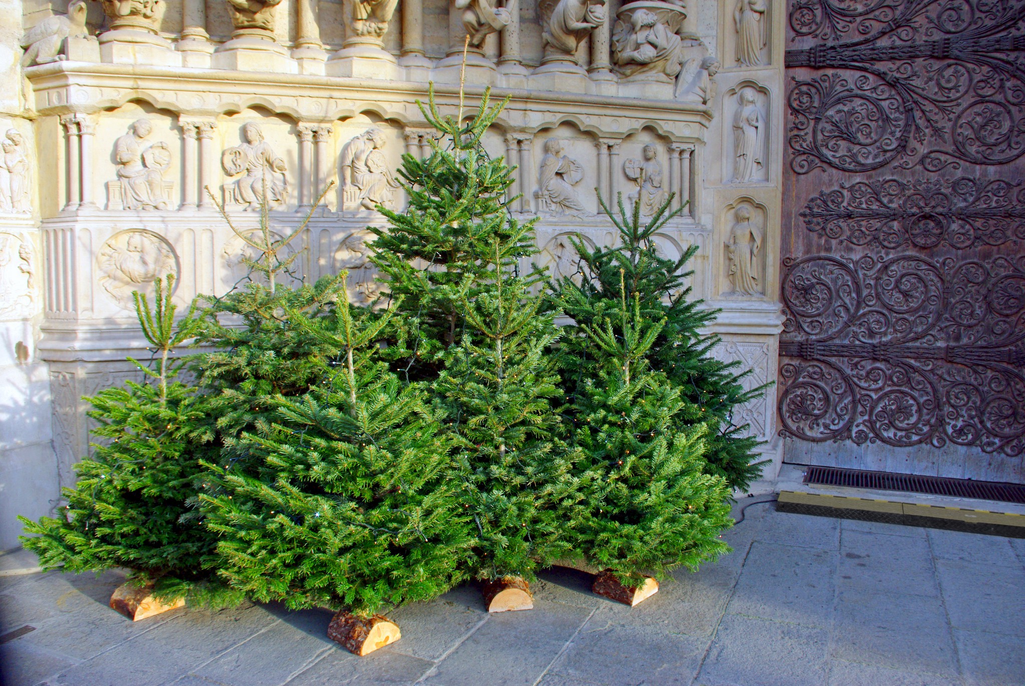 Simple Christmas trees under the central portal of Notre-Dame © French moments