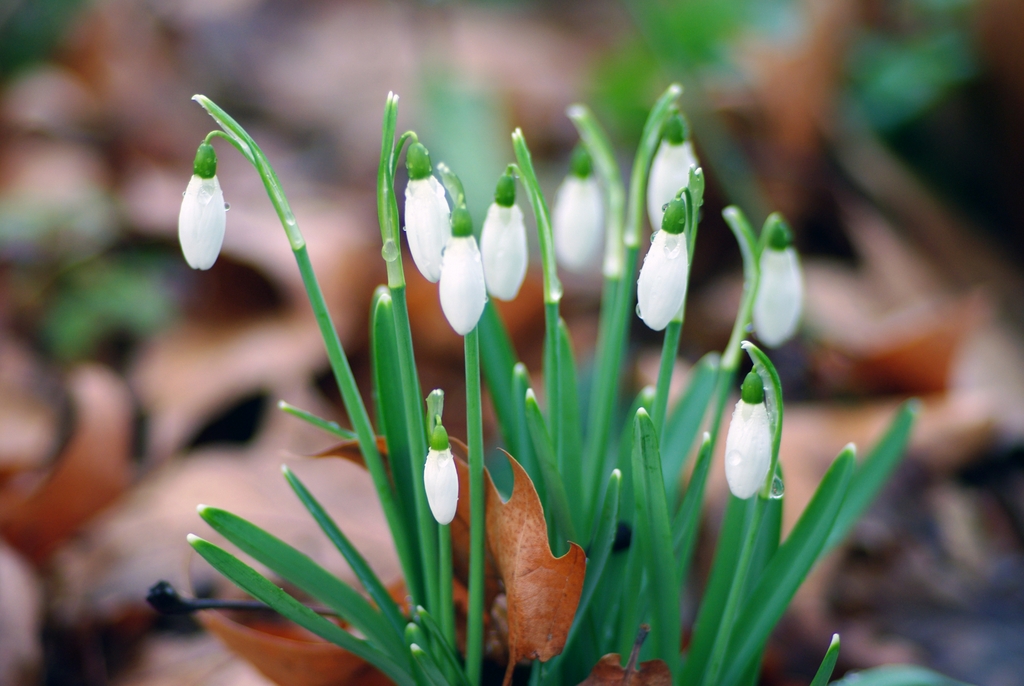 Snowdrops 02 © French Moments