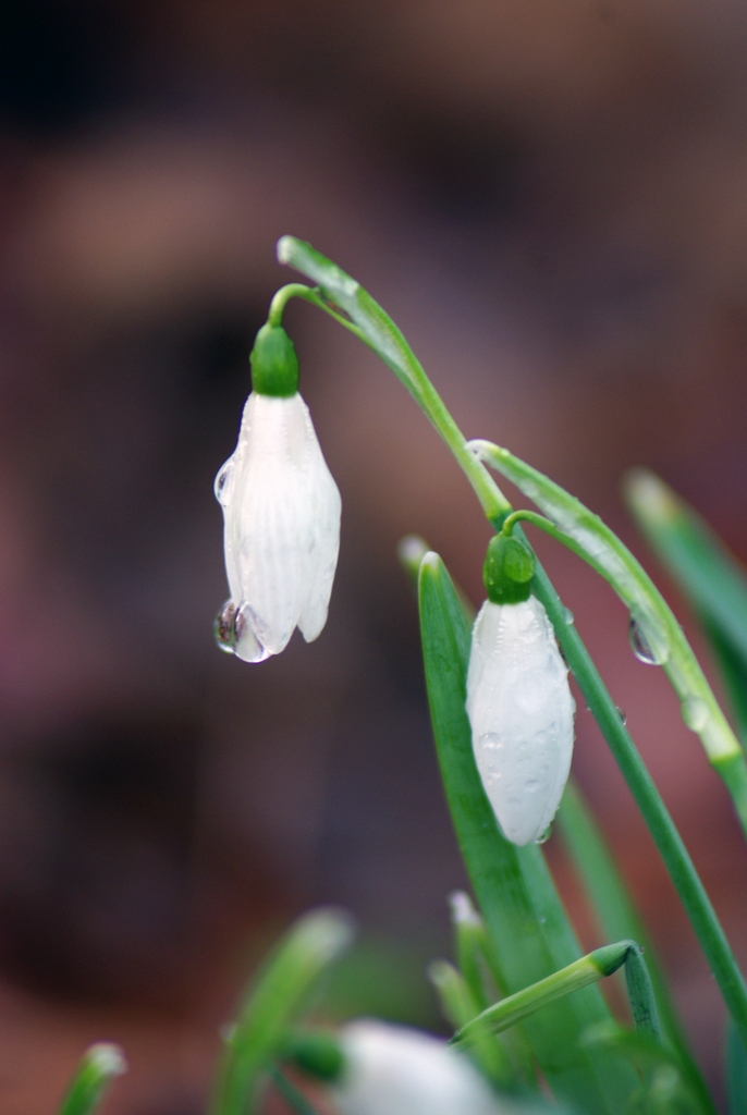 Snowdrops 03 © French Moments