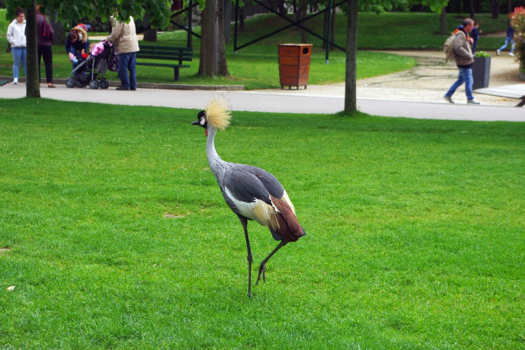 Do you know the name of this bird? At the Jardin d'Acclimatation © French Moments