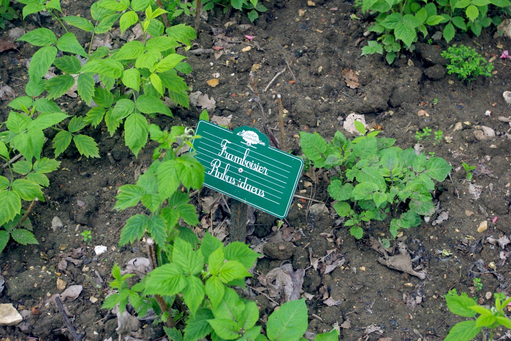 Delicious raspberries coming up! At the Jardin d'Acclimatation © French Moments