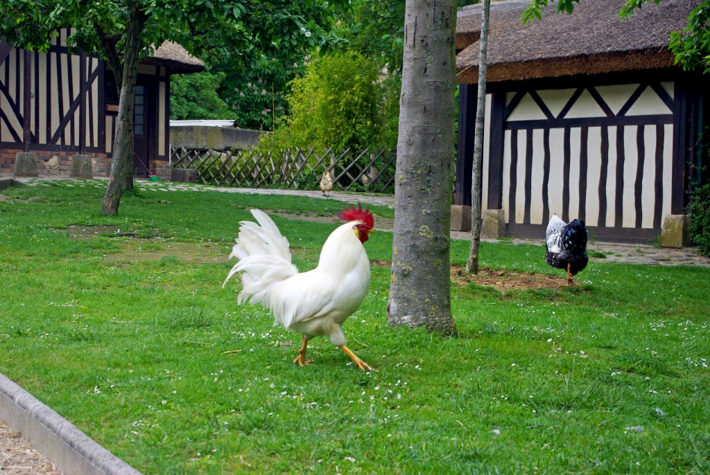 Rooster roaming free in the Jardin d'Acclimatation © French Moments