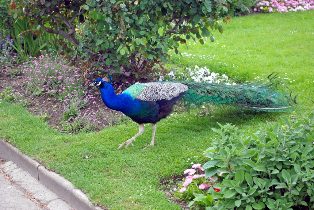 A male peacock roaming free in the park © French Moments