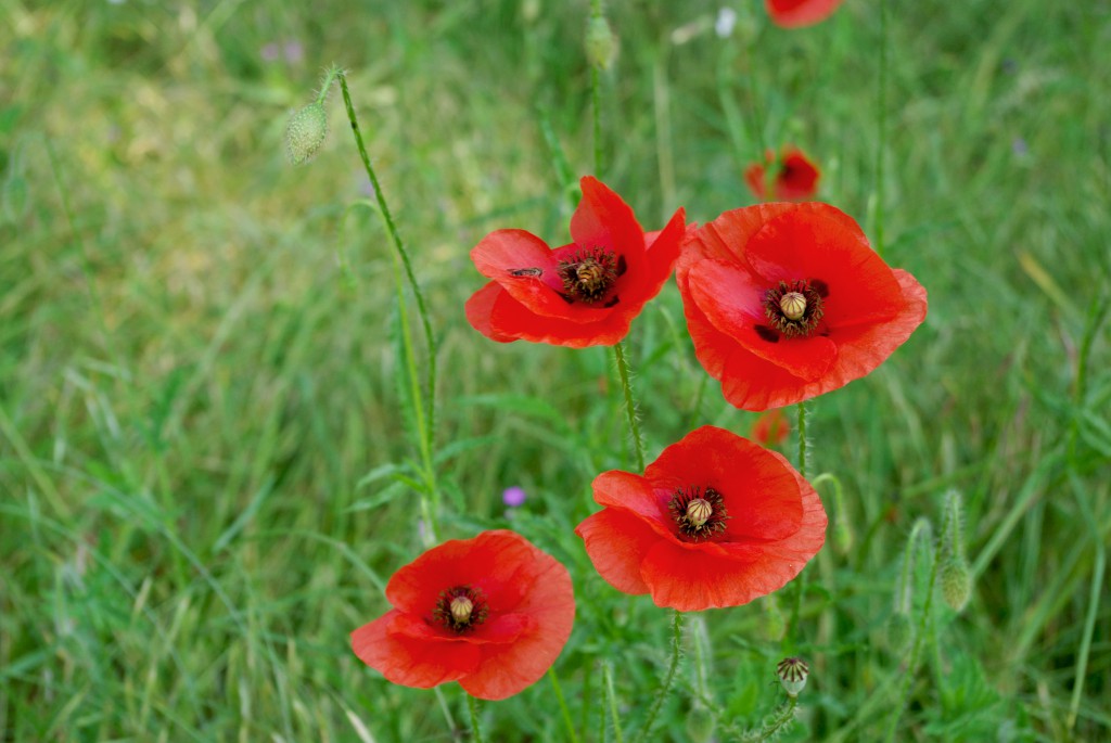 Beautiful red poppies in the Park of Maisons-Laffitte © French Moments