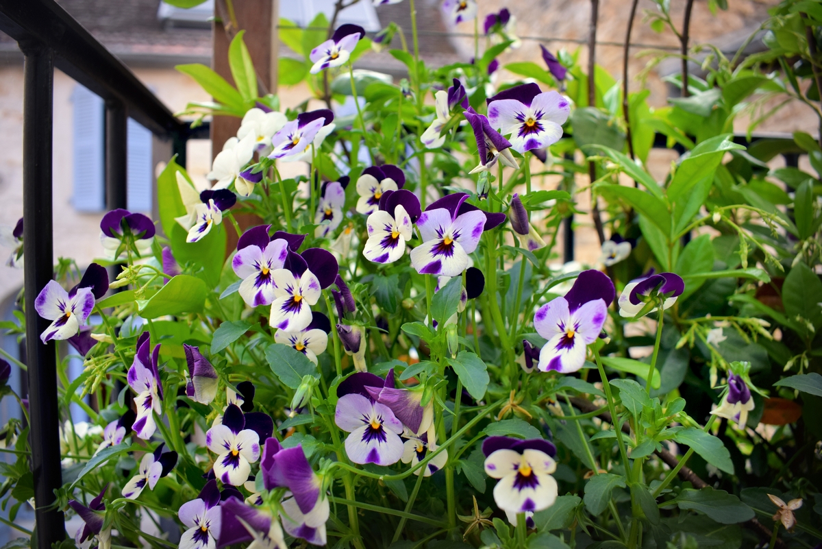 Pansies at the terrasse © French Moments