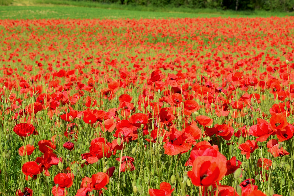 Red poppy field in Burgundy © French Moments