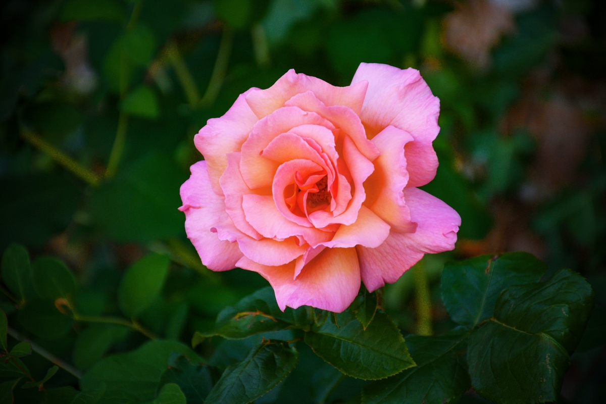 Mother's Day in France - Pink Rose © French Moments