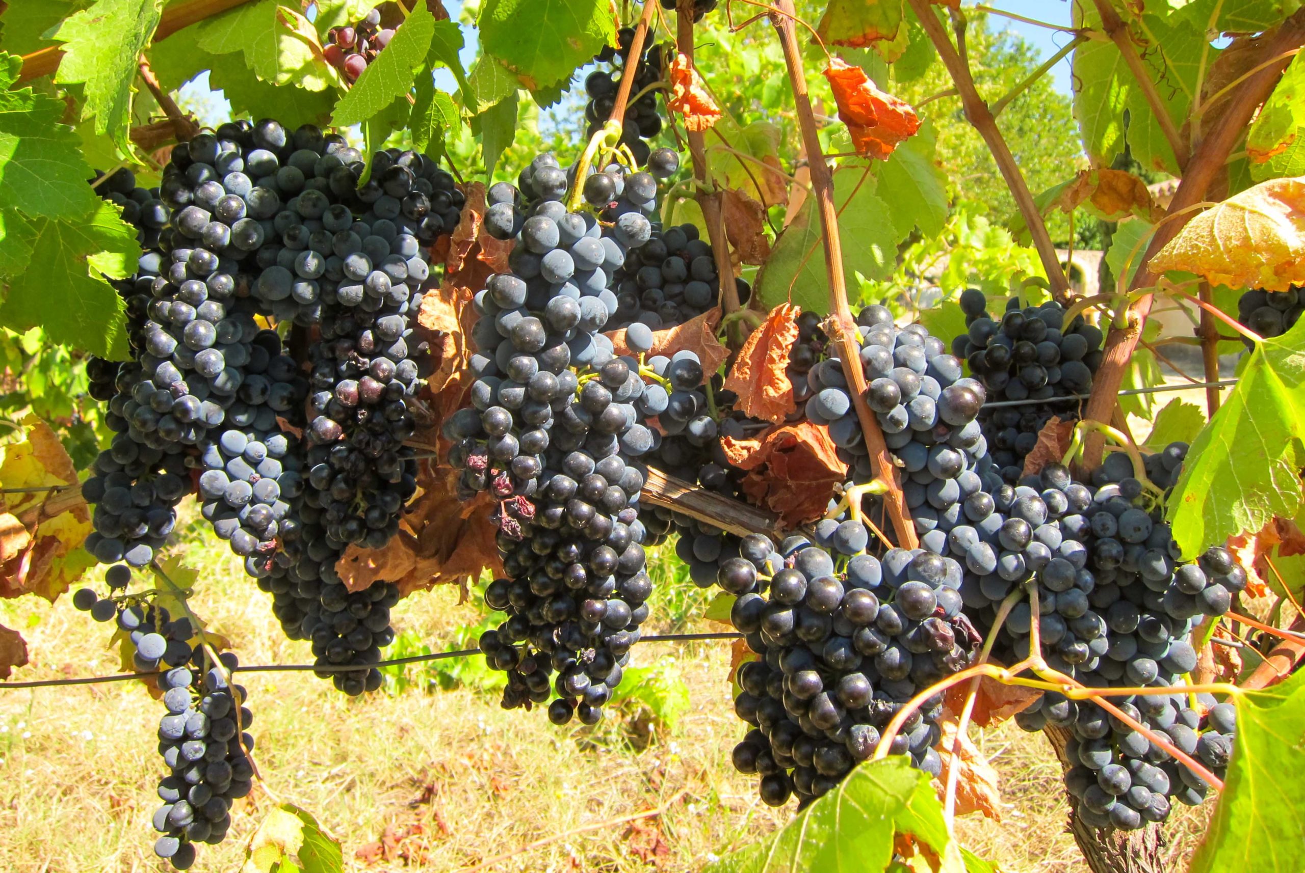 Bonnieux Grapes © Art Anderson - licence [CC BY 2.0] from Wikimedia Commons