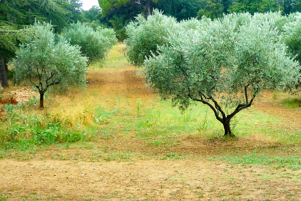 Lourmarin olive trees © French Moments