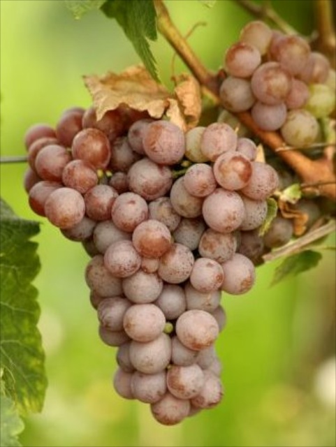 Gewurztraminer Grape © Dankwart Delor