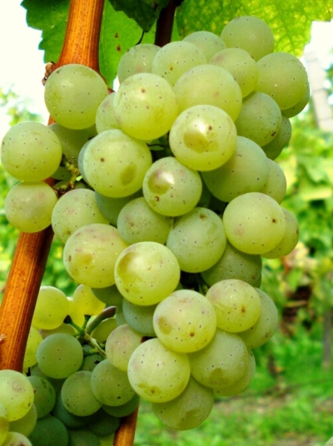 Silvaner Grape © Däisd