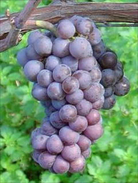 Pinot Gris Grappe © Andrew Fogg