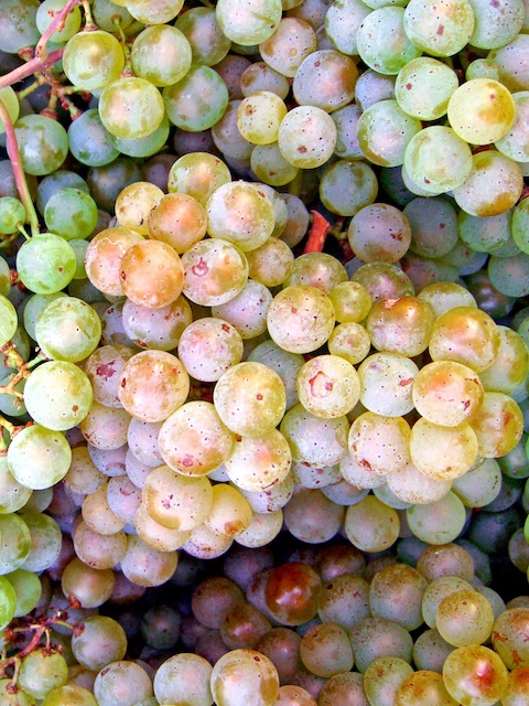 Pinot Blanc Grappe © Themightyquill 