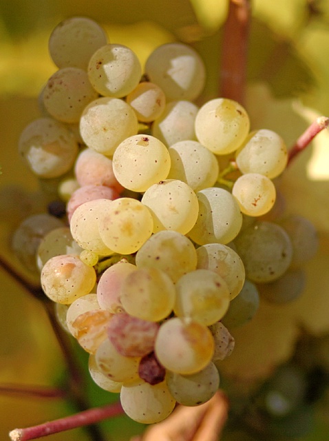 Riesling Grape © Tom Maack