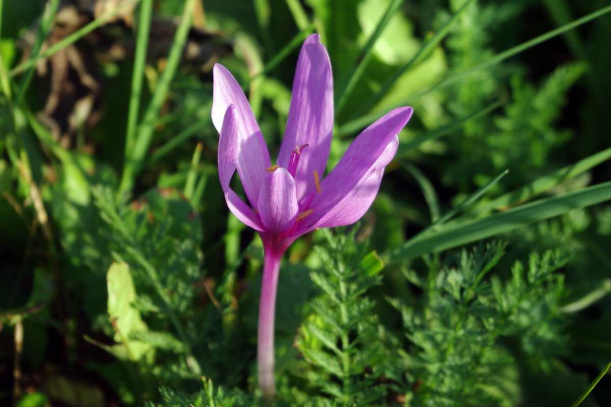 Colchicums in the French Alps © French Moments