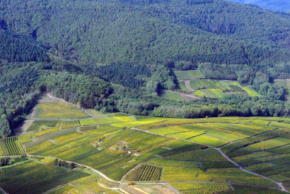 Eguisheim Vineyards © French Moments Vineyards of Eguisheim © French Moments