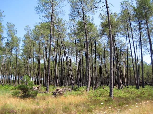 Forest of the Landes © Arnaud 25 - wikipedia commons