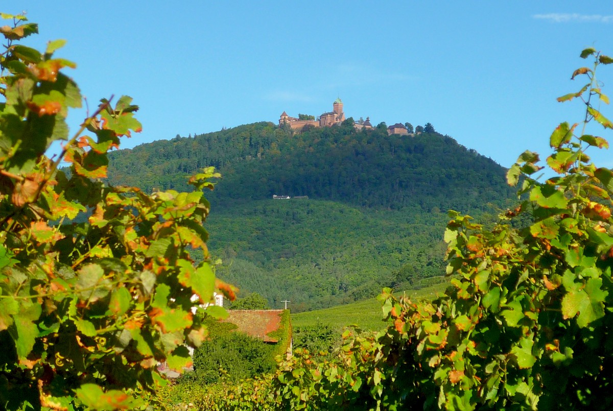 Haut-Koenigsbourg Castle 01 © French Moments The Haut-Kœnigsbourg castle seen from the vineyard © French Moments