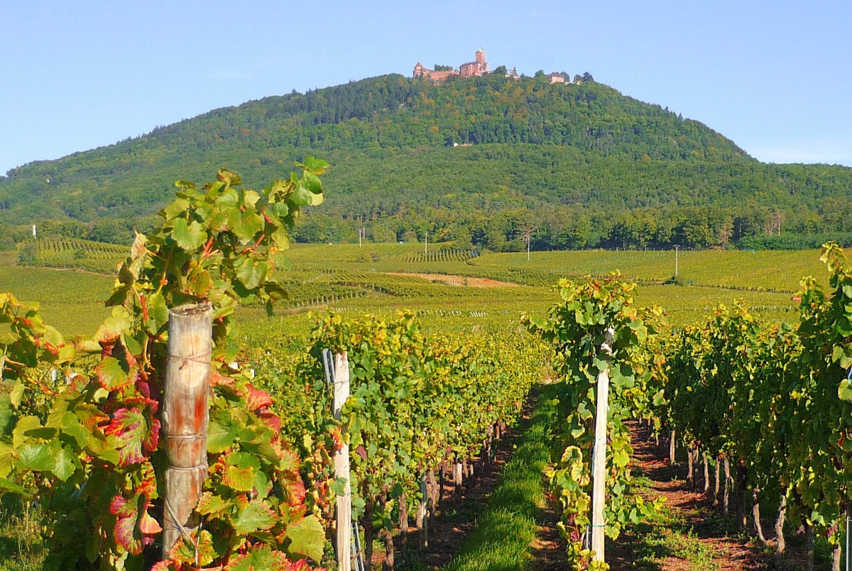castles of France: The Haut-Kœnigsbourg castle seen from the vineyard © French Moments