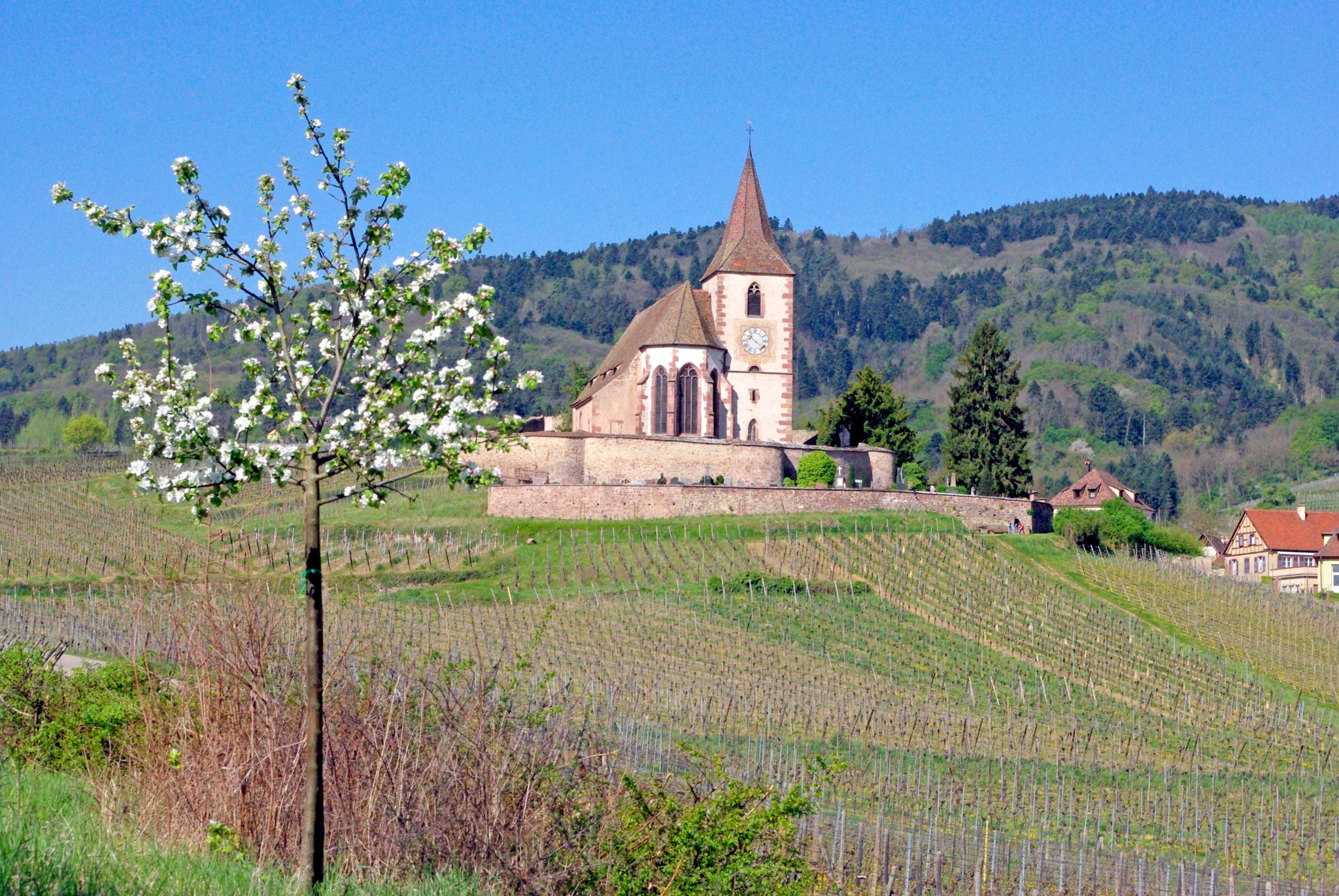 The fortified church of Hunawihr above the vineyards © French Moments
