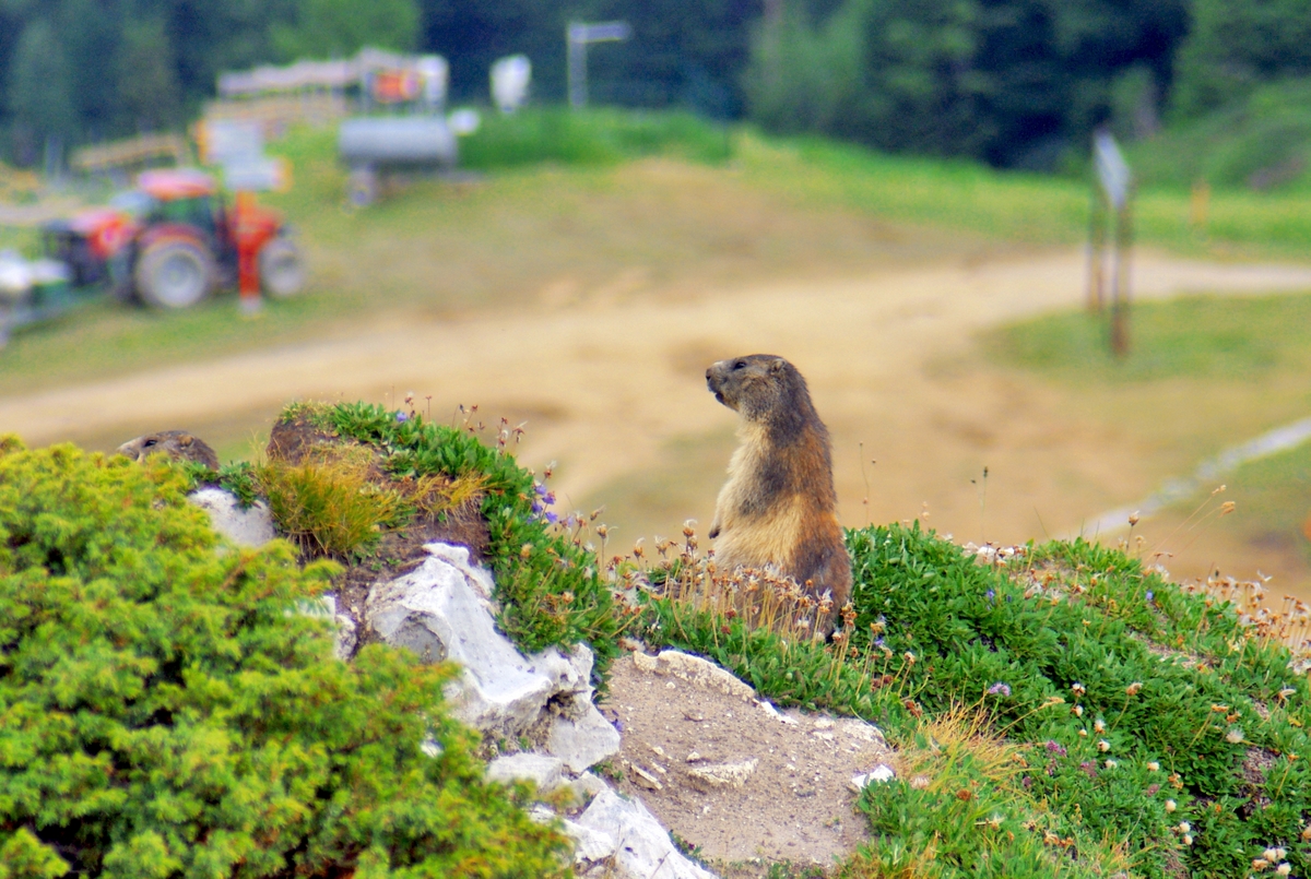 A marmot at La Plagne © French moments