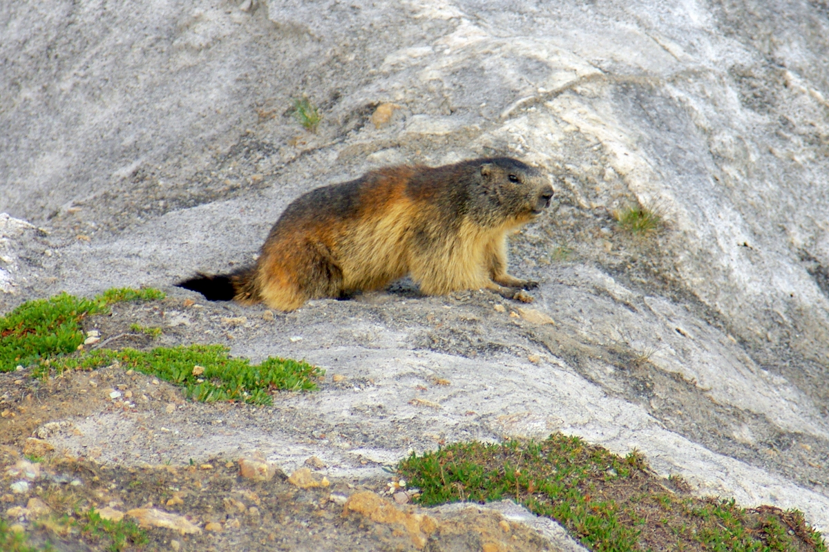 A marmot © French moments