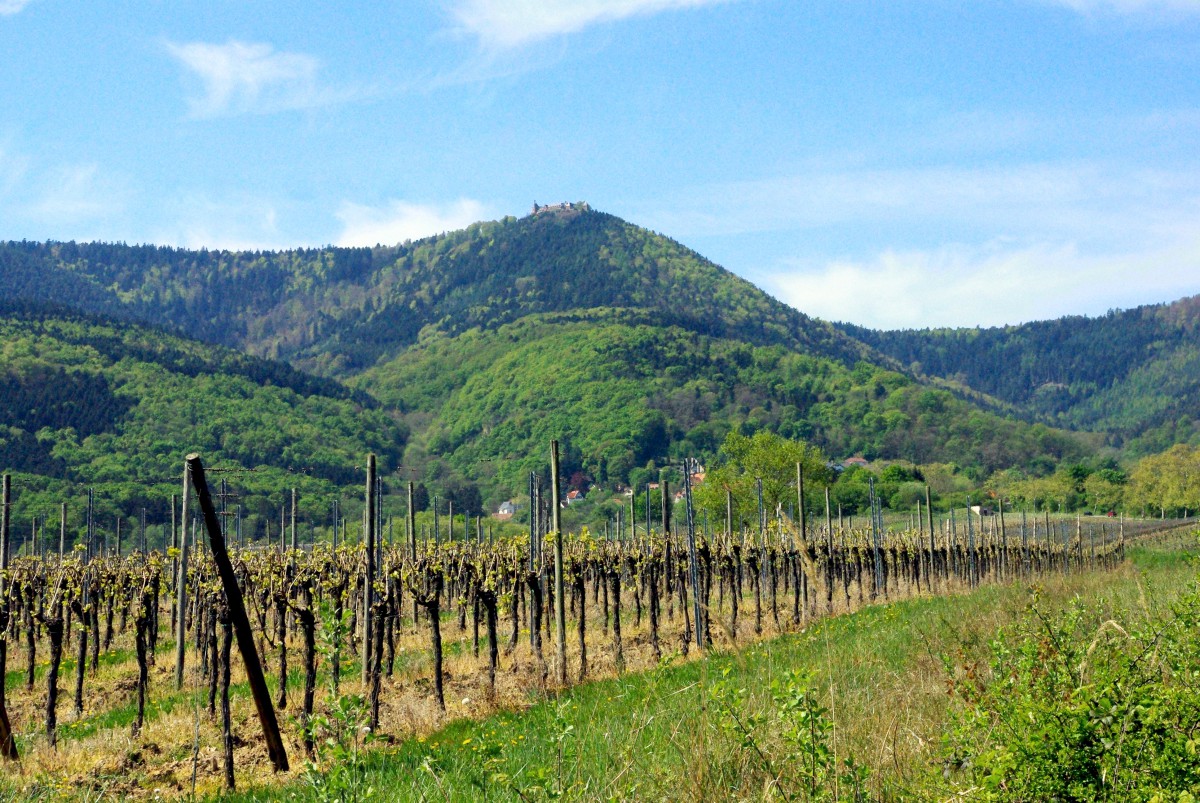 Mont Saint-Odile seen from the vineyards © French Moments