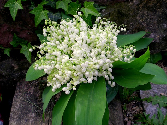 Lily of the valley (muguet) in a French forest © French Moments