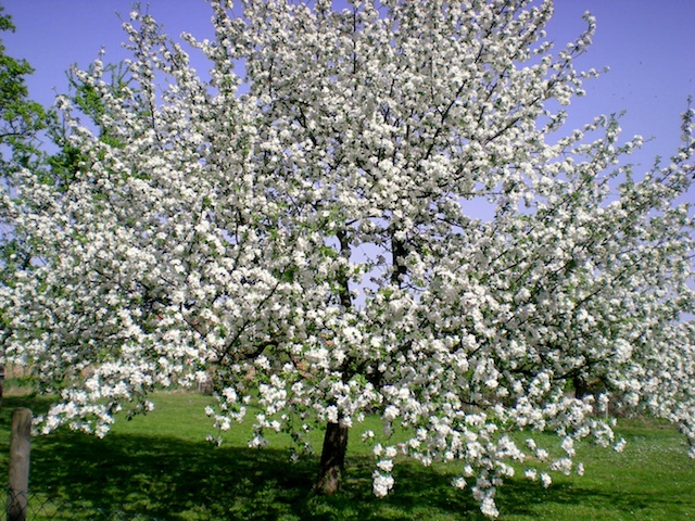 Appletree, spring time in Alsace © French Moments