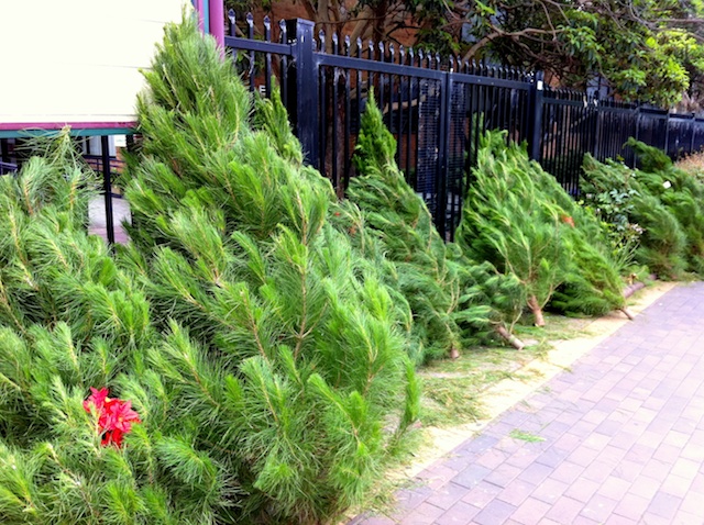 Christmas Trees for sale in Sydney, Australia © French Moments