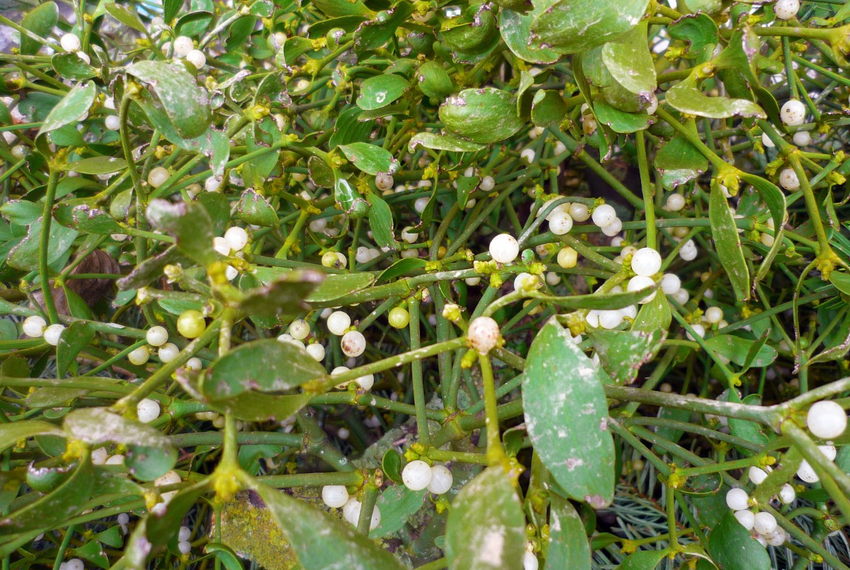 Mistletoe © French Moments