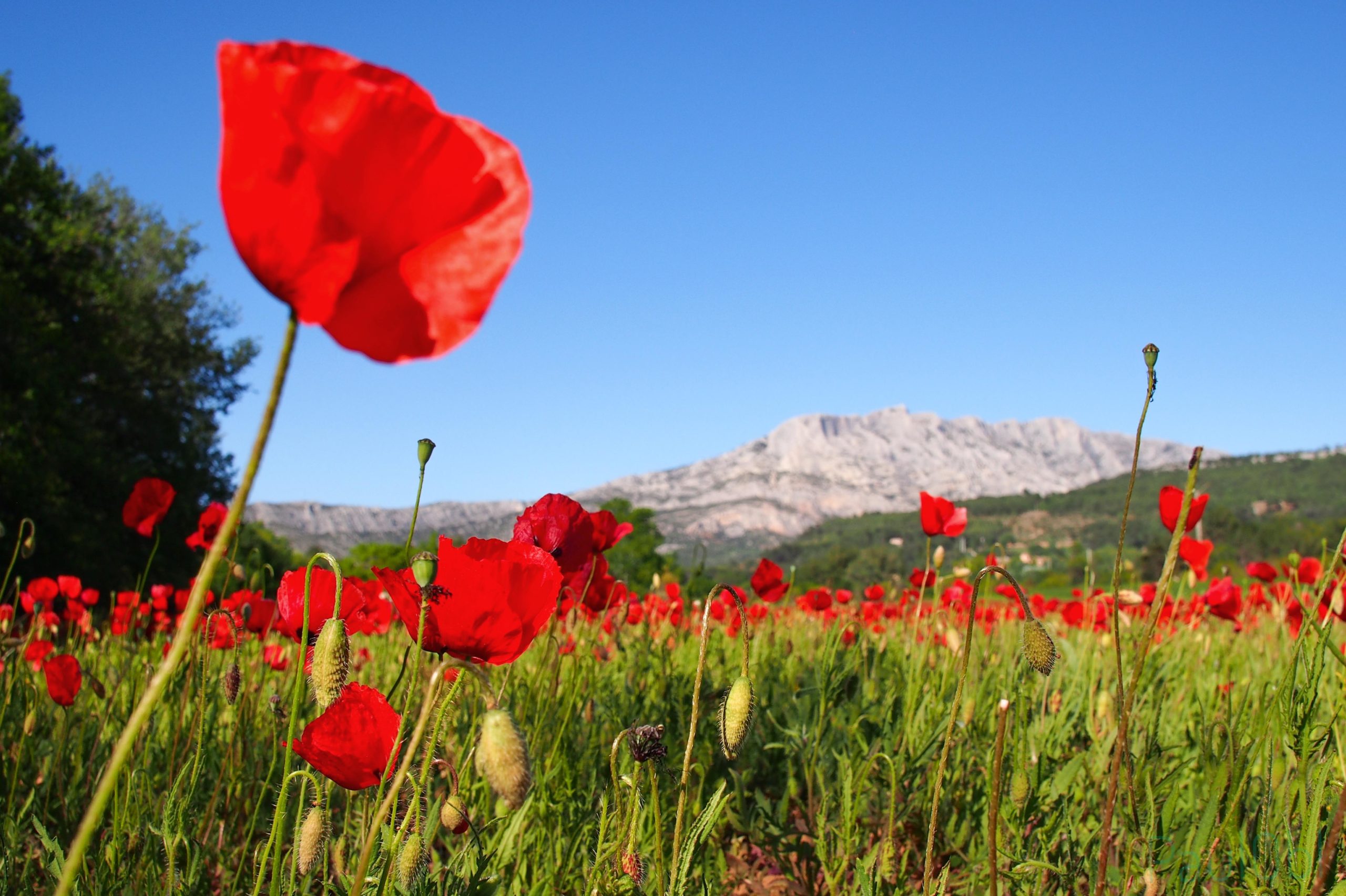 May Poppies in Sainte-Victoire © Paul Oublon - licence [CC BY-SA 4.0] from Wikimedia Commons