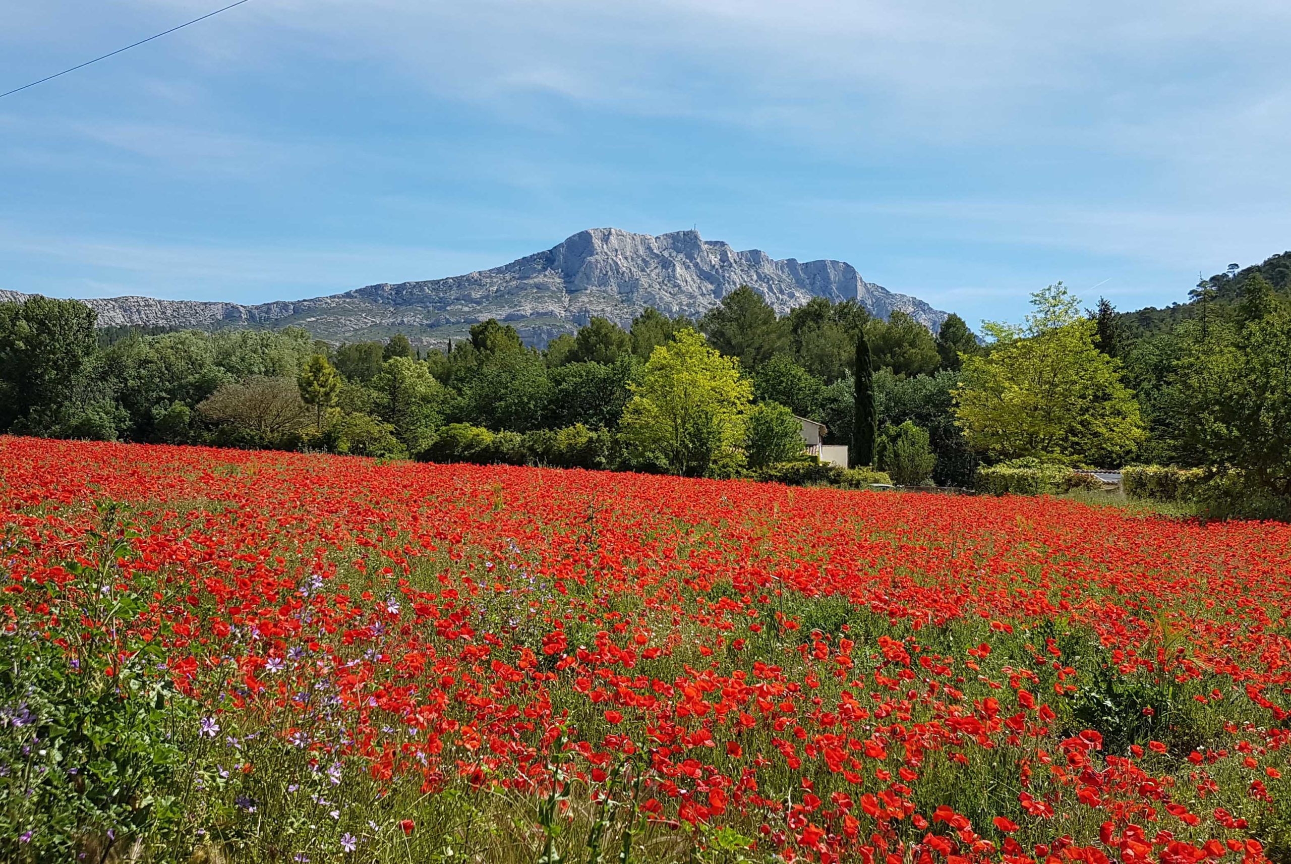 Montagne Sainte-Victoire from Beaurecueil © Mathieu BROSSAIS - licence [CC BY-SA 4.0] from Wikimedia Commons