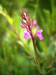 Orchis © Lycée PMC - licence [CC BY-SA 3.0] from Wikimedia Commons