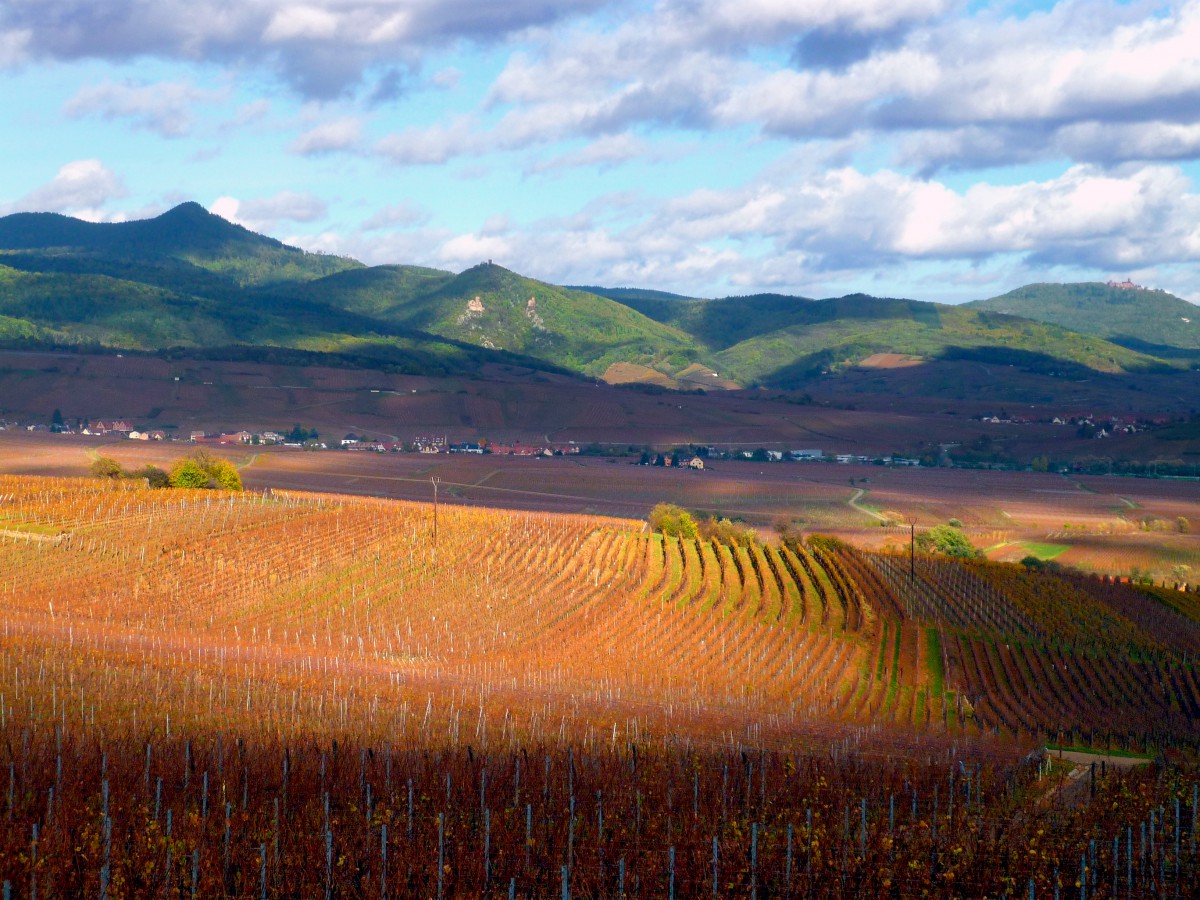 Vineyards of Alsace in Autumn © French Moments