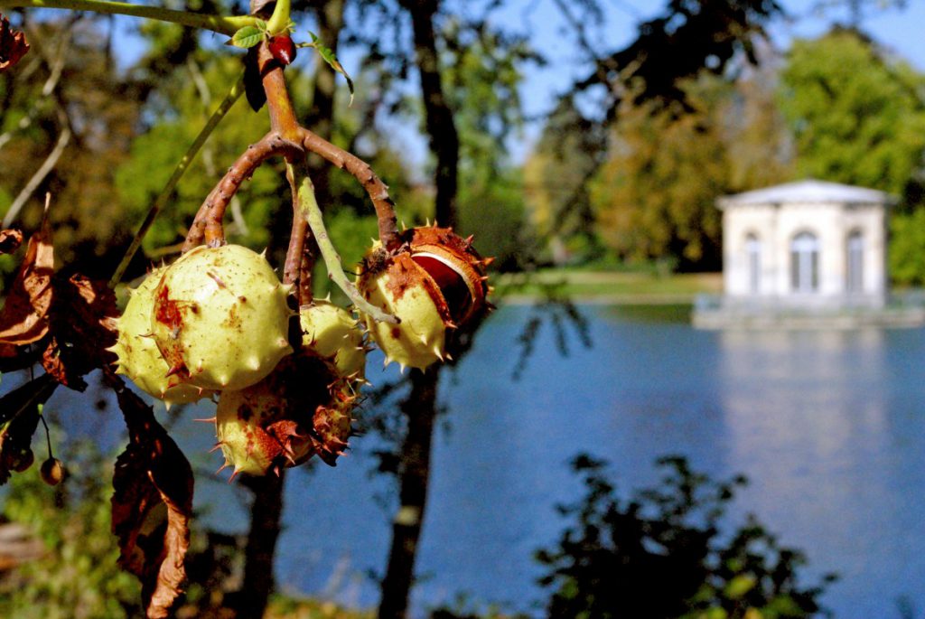 Picture of All there is to know about Autumn in France - French Moments