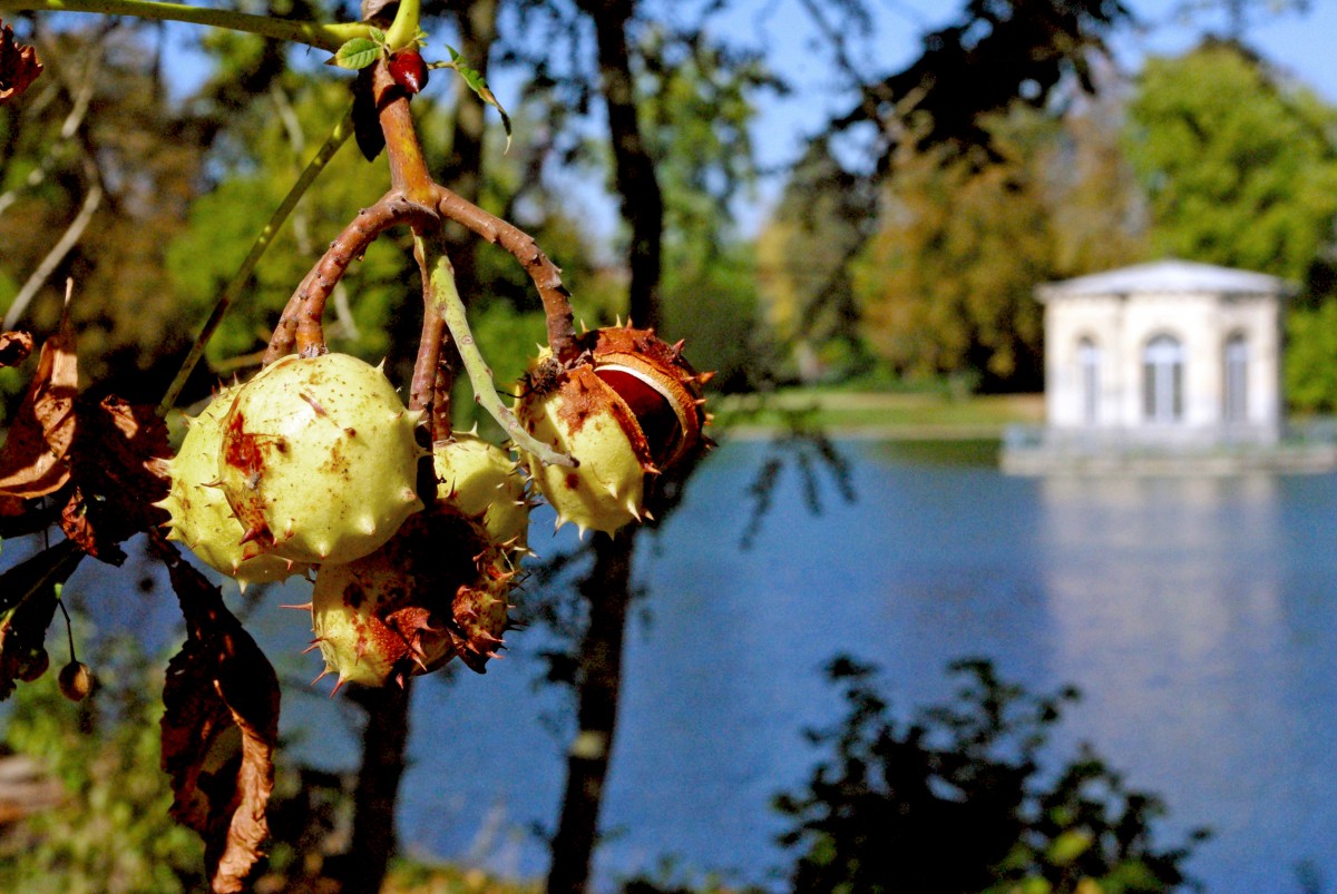 Autumn in Fontainebleau © French Moments