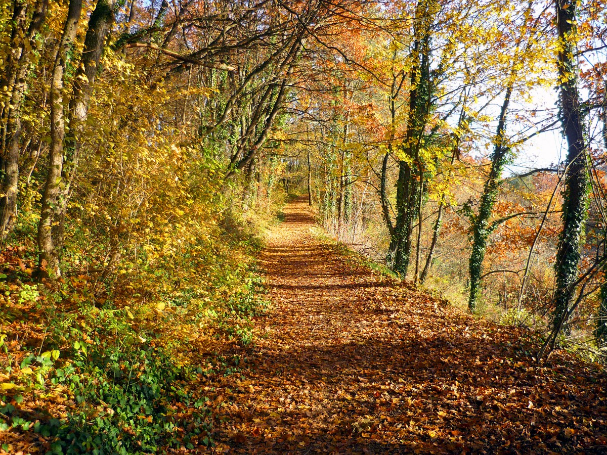 All there is to know about Autumn in France - French Moments