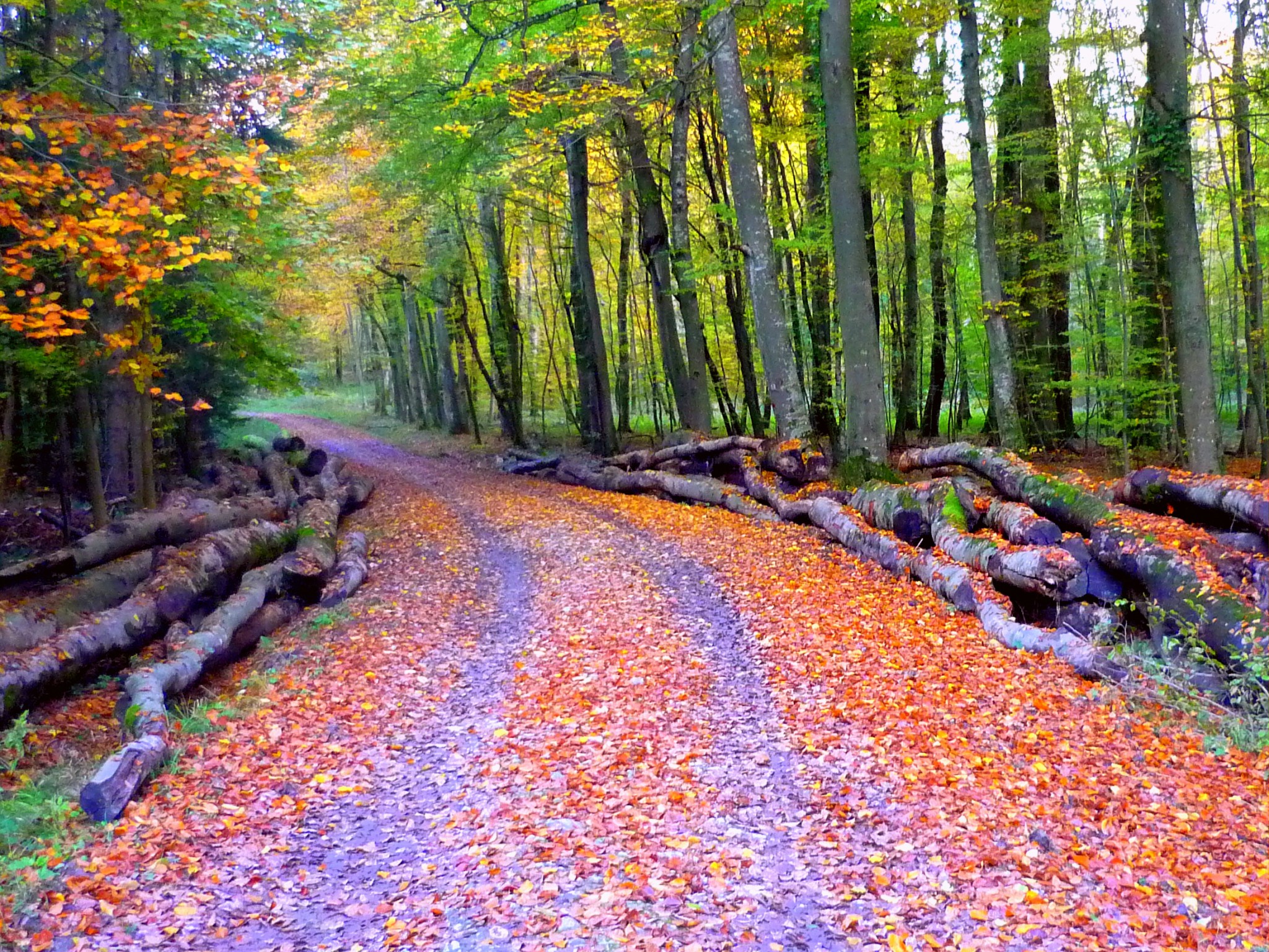 All there is to know about Autumn in France - French Moments