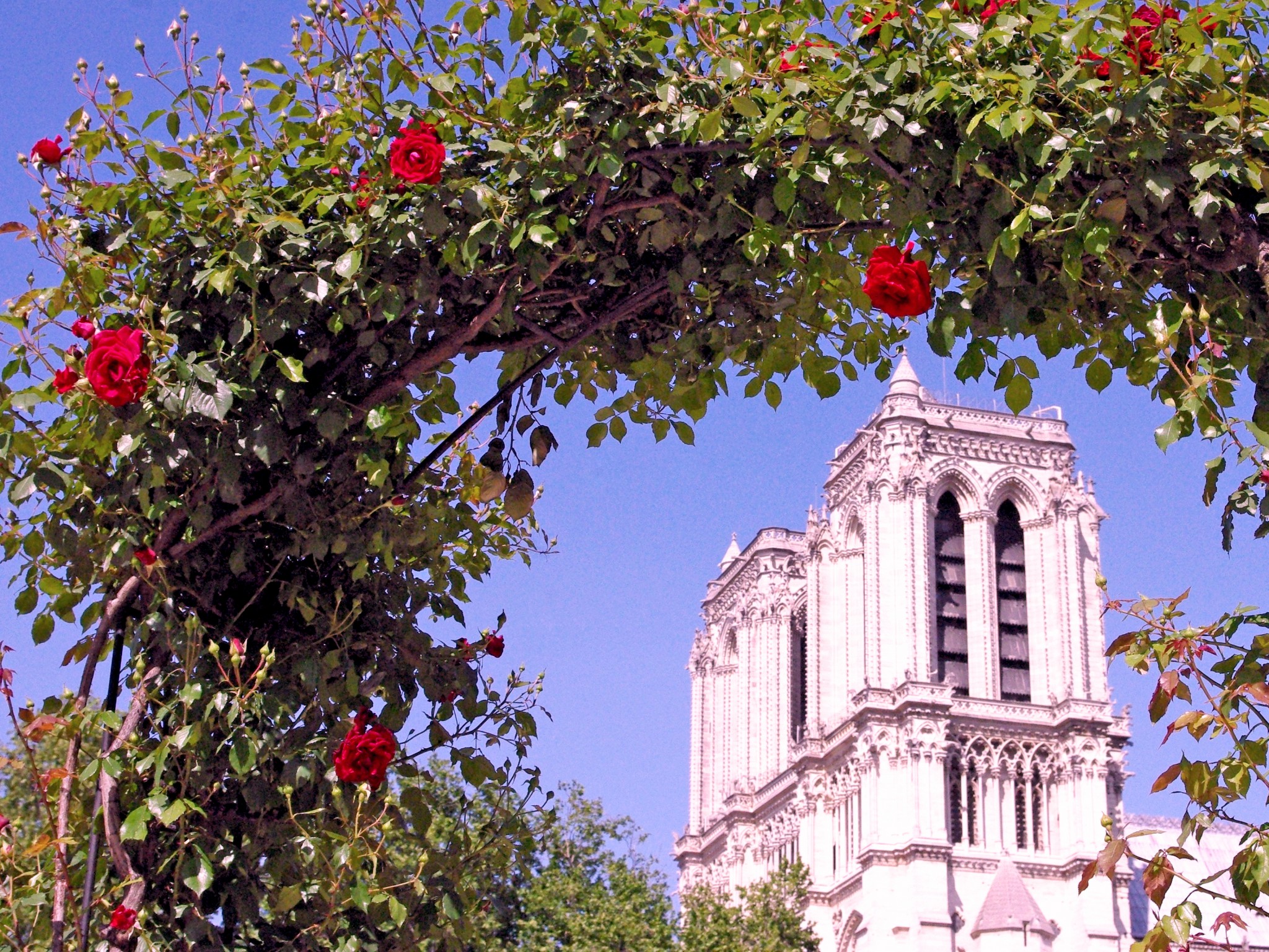 Paris en rose © French Moments